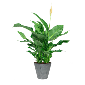 Spathiphyllum Large in pot Artstone grijs.png