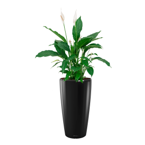 Spathiphyllum Lepelplant Large in Lechuz Rondo - zwart.png