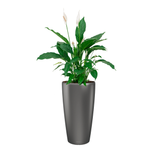 Spathiphyllum Lepelplant Large in Lechuza Rondo - antraciet.png