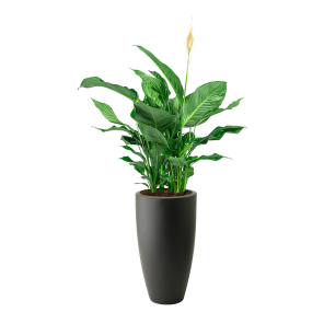 Spathyphyllum large in pot elho soft hoog zwart.png