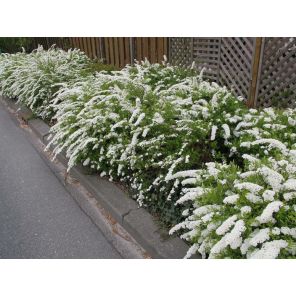 Spiraea arguta.jpg