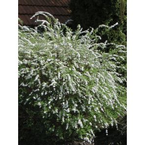 Spiraea cinerea 'Grefsheim'.jpg