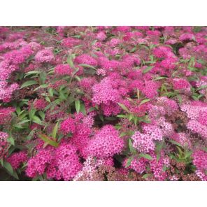 Spiraea japonica 'Anthony Waterer'.jpg