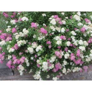 Spiraea japonica 'Genpei'.jpg