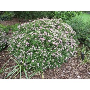 Spiraea japonica 'Little Princess'.jpg