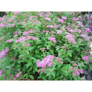Spiraea japonica 'Manon'.jpg