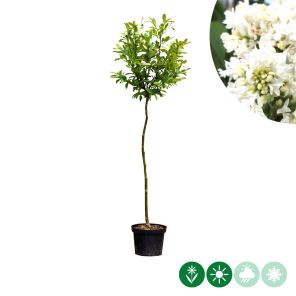 stellata op stam.jpg