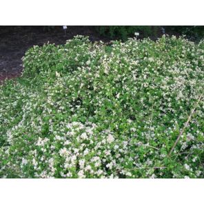 Stephanandra insica Crispa.jpg