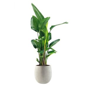 strelitzia-in-luca-lifestyle-balloon-m-42-cm-white_610d23.jpg