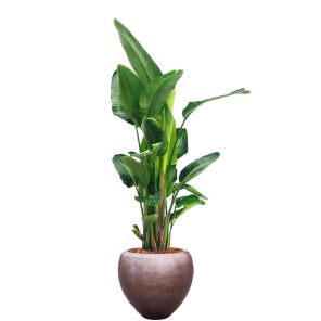 strelitzia-xl-metallic-silver-leaf-couple-copper-5_b72b2b.jpg
