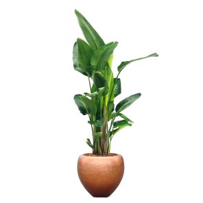 strelitzia-xl-metallic-silver-leaf-couple-copper-5_bbb713.jpg