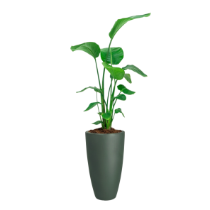 Strelitzia in June Round groen (1).png