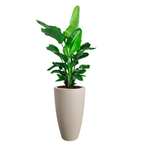 Strelitzia in June Round High Beige.png