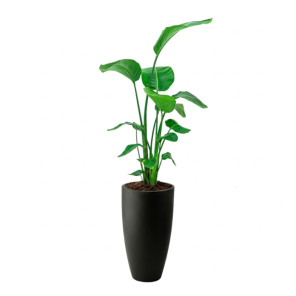 Strelitzia in June Round Zwart.png