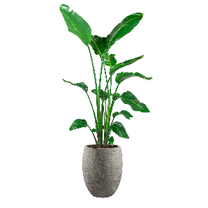 strelitzia L in tall balloon Grijs_.png