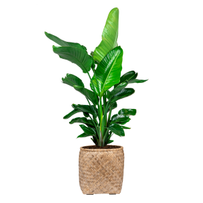 Strelitzia Nicolai in Bohemian Bamboo Round 31,5.png
