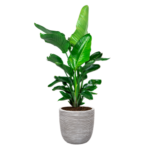 Strelitzia Nicolai in Capi Nature Egg planter rib - wit.png