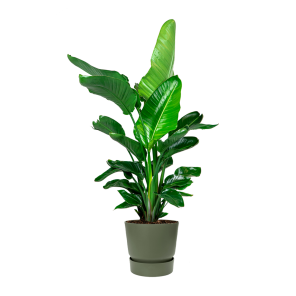 Strelitzia Nicolai in Elho Greenville sierpot - groen.png