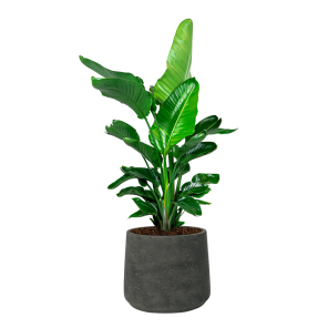Strelitzia Nicolai in Rugged Patt XXL - Antraciet_1.png