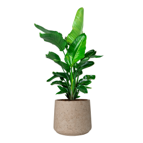 Strelitzia Nicolai in Rugged Patt XXL - Grey Washed - Grijs.png