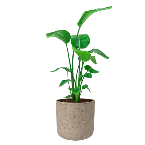 Strelitzia Nicolai Medium in Rugged Charlie L - Grey washed - grijs - creme.png
