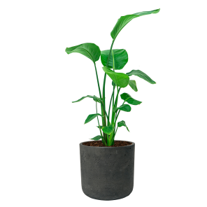 Strelitzia Nicolai Medium in Rugged Charlie L - Zwart_2.png