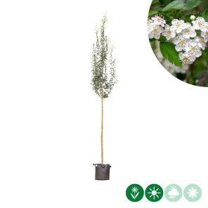 stricta.jpg