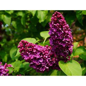 syringa-vulgaris-charles-joly-sfeer_95d184.jpg