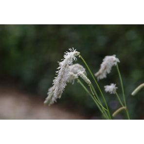 tenuifolia Alba.jpg