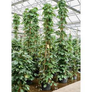 tetrastigma xxxl.png