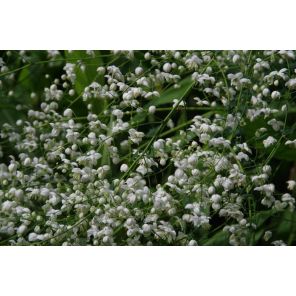 Thalictrum del. Album.jpg