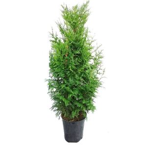 thuja-plicata-gelderland-100-125-cm_f986e4.jpg