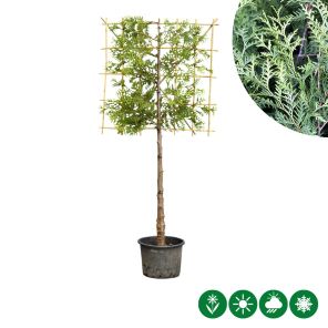 thuja leiboom laagstam.jpg
