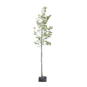 tilia-tomentosa-brabant_923fb9.jpg