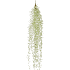 tillandsia.png