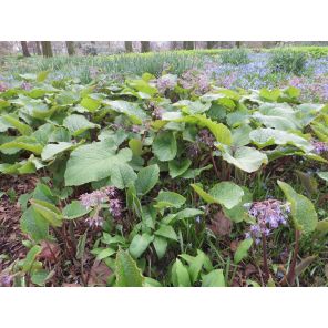 Trachystemon orientalis.jpg