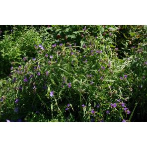 Tradescantia Zwanenburg Blue.jpg