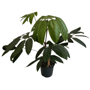 Trevesia burckii.png