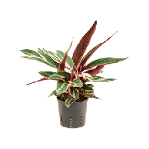 triostar xs.png