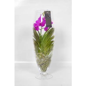 vanda orchidee rood in vaas majestic 2.jpg