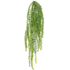 varen tassel.png