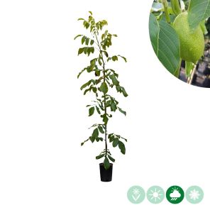 veredelde walnotenboom.jpg