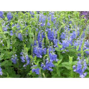Veronica austr. Knallblau.jpg