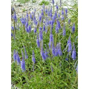 veronica spicata.jpg