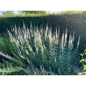 Veronicastrum virg. Album.jpg