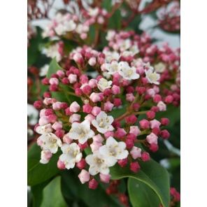 viburnum-tinus-gwenllian-sfeer_8f4820.jpg