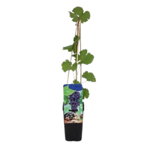 Vitis Rondo.png