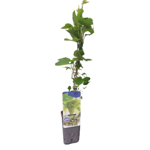 Vitis white.png