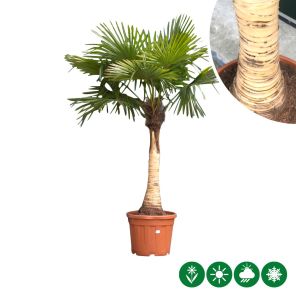 waaierpalm fijn.jpeg