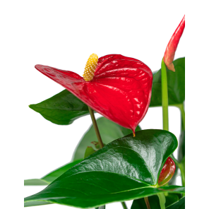 Web_ANTHURIUM ROOD S CLOSE-UP_1.png